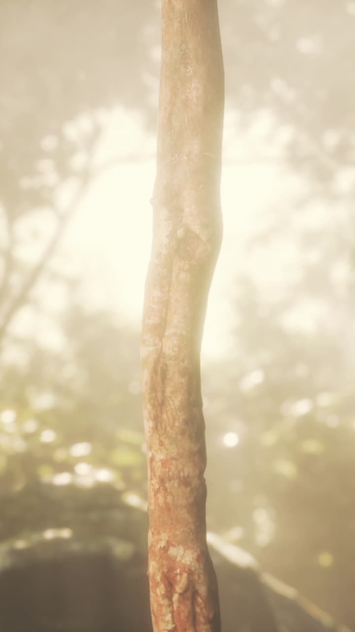 안개 숲 에 있는 나무 줄기 의 클로즈업