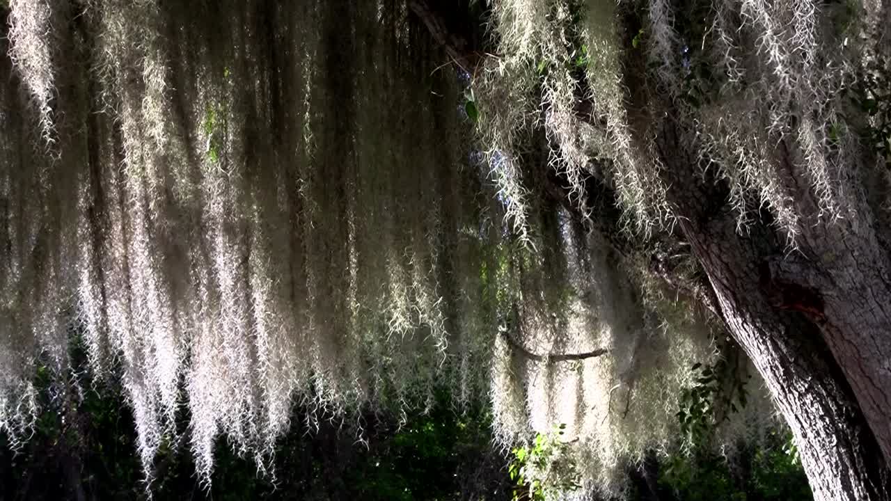 남부 미국 2의 나무에 매달려 있는 스페인 이끼 사이로 햇빛이 비친다