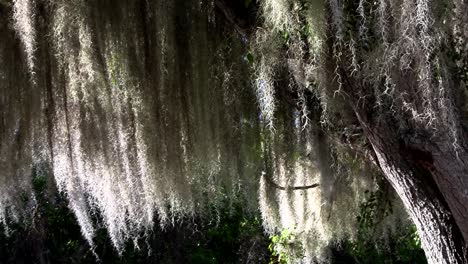 sunlight shines through spanish moss hanging from trees in the southern usa 2