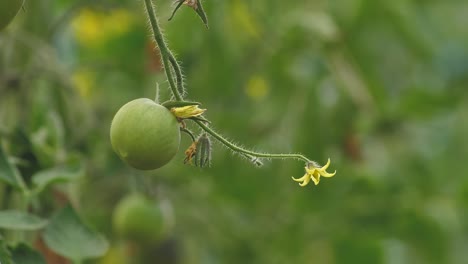 Tomates-En-Diferentes-Colores-Con-Diferentes-Especies-6