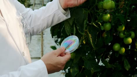 scientist holding a specimen and checking plant in greenhouse 4k