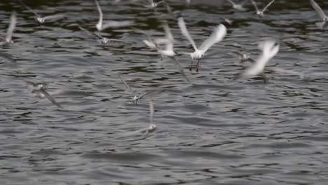 Seeschwalben-Und-Möwen,-Die-Nach-Nahrung-Suchen,-Sind-Wandernde-Seevögel-Nach-Thailand,-Die-Im-Kreis-Herumfliegen-Und-Abwechselnd-Nach-Nahrung-Suchen,-Die-Auf-Dem-Meer-Am-Kai-Des-Bangpu-freizeitzentrums-Schwimmt