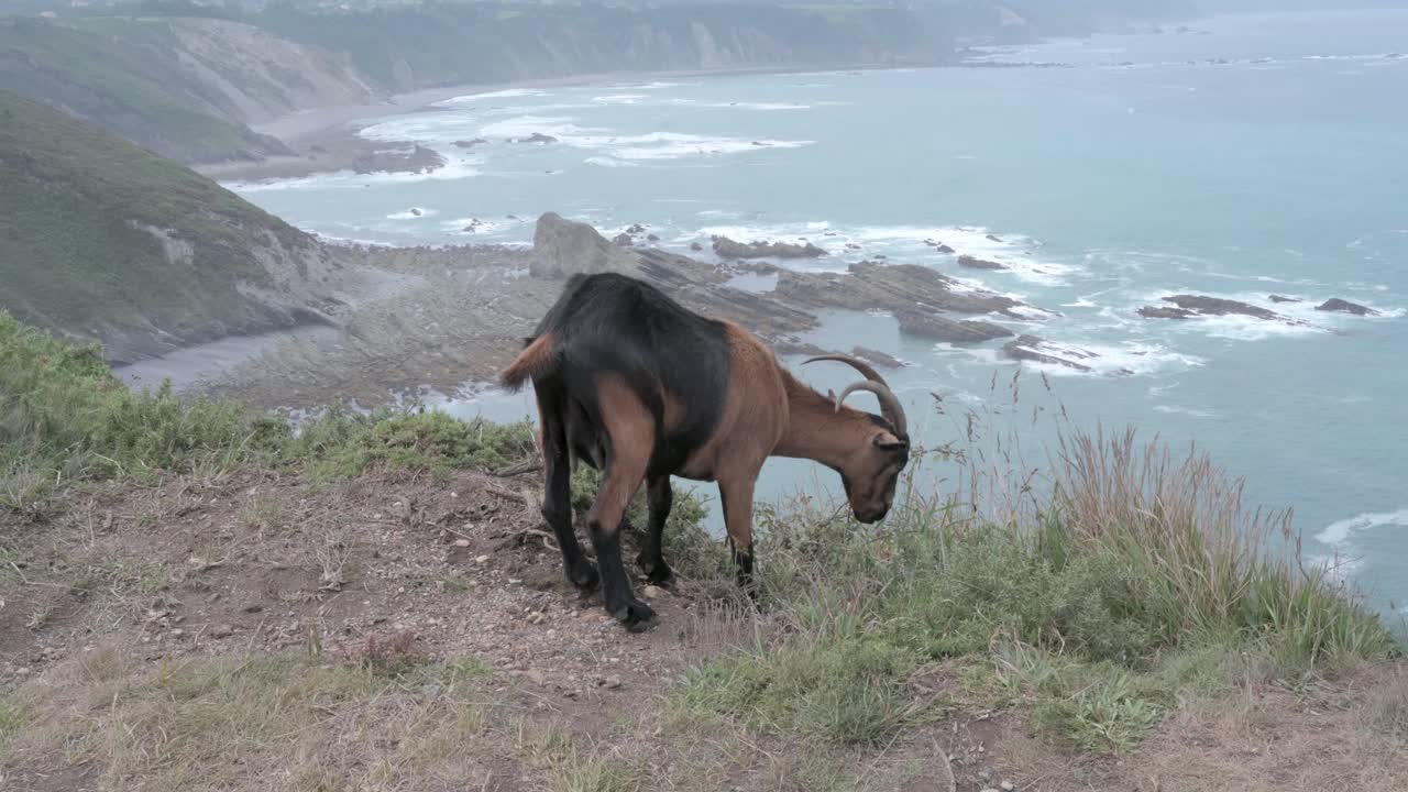 Brown and black goat grazing on the edge of a cliff near the sea at Cabo Vidio, Asturias