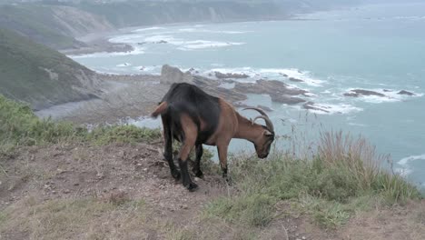 brown and black goat grazing on the edge of a cliff near the sea at cabo vidio, asturias