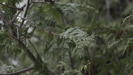 closeup shot of a green conifer tree with snowflakes on branches, winter landscape