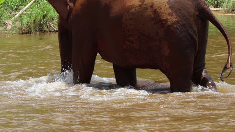 elephant feet walking through a river in slow motion