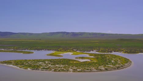 vista aérea de pájaro de la llanura de carrizo en california durante la superflor