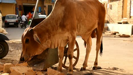 stray cow eating garbage on the road.