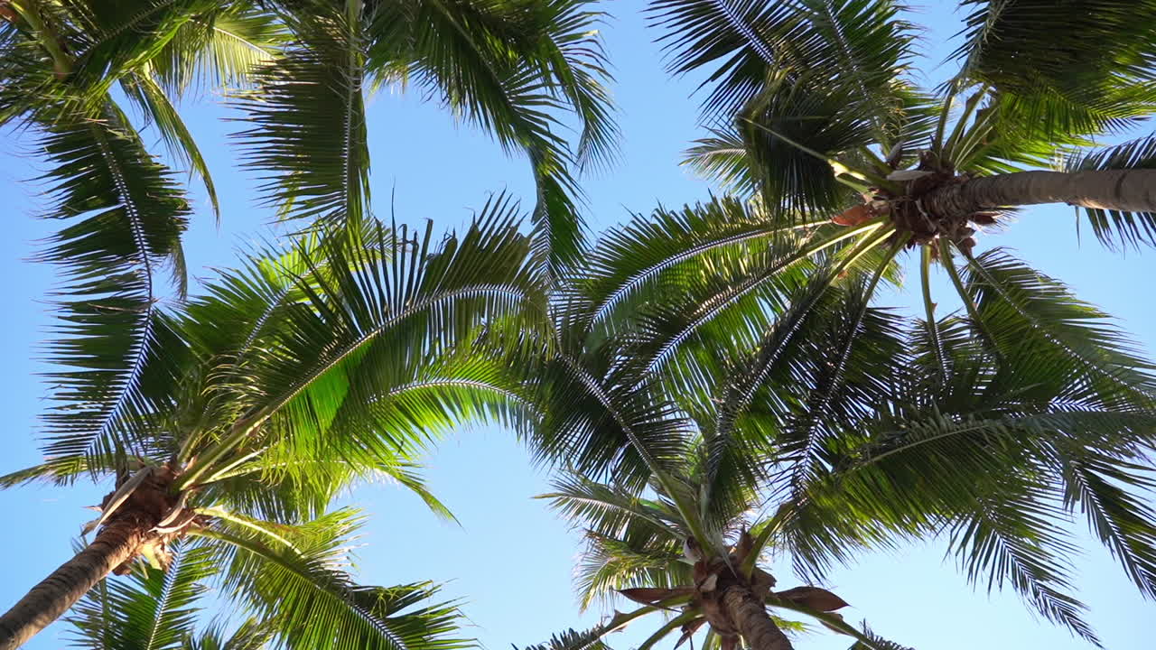 Static shot of the palm trees moving in the wind with the blue skies and sun in the background
