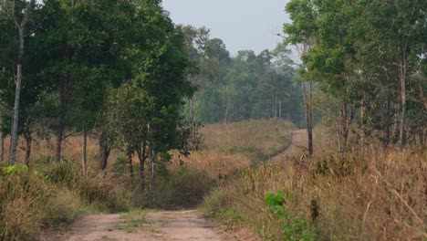 a road in the middle of the grass land in phu khiao wildlife sanctuary in thailand; the summer dried up all the grass turning them brown and some trees remain green.