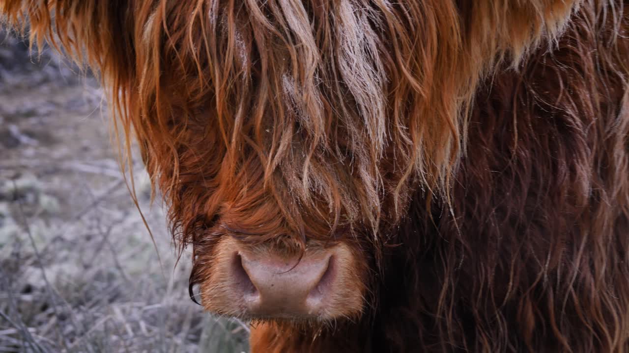 fotografía de perfil de cerca de una vaca de las tierras altas bajo heladas por la mañana en una zona rural de escocia, reino unido