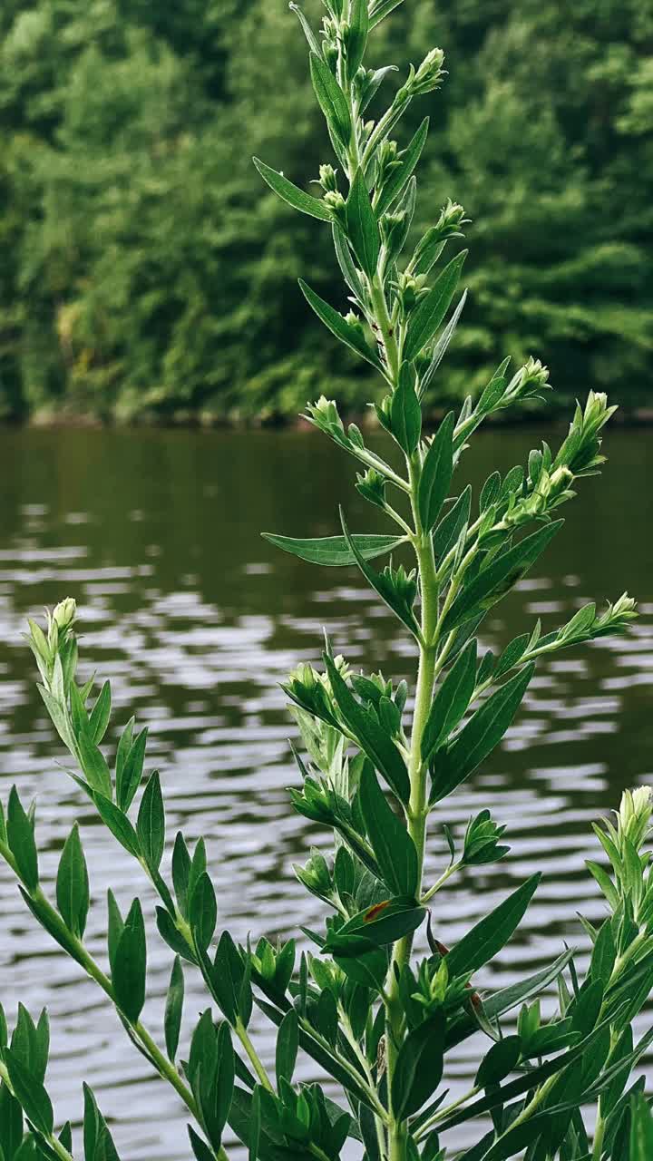 plantas verdes junto a un lago
