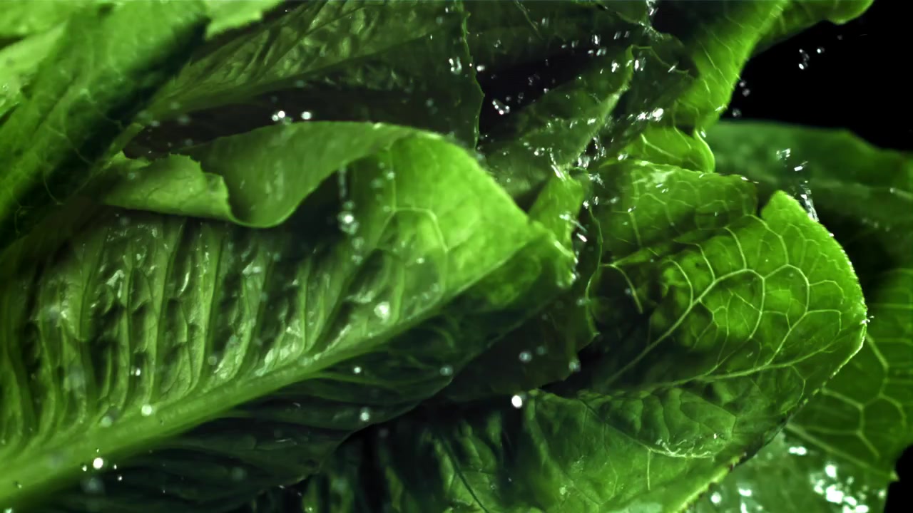 Gocce d'acqua che schizzano su foglie di lattuga verde fresca