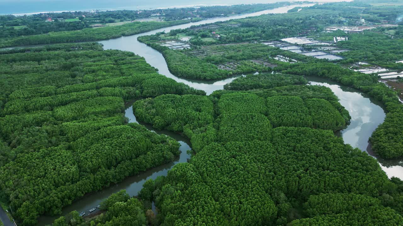 Beautiful green mangroves with small rivers weaving through the trees, creating a rich and serene tropical landscape.