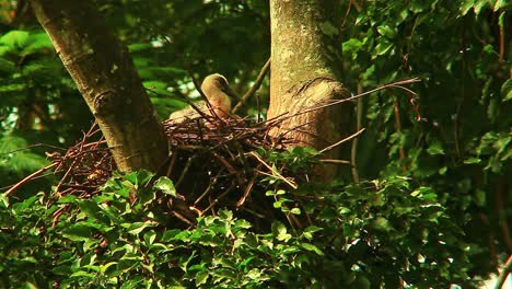 pájaro bebé dejado solo en el nido