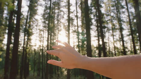 hand berührt die sonne, greift nach sonnenlicht, scheint zwischen den fingern, fängt sonnenschein im wald ein.