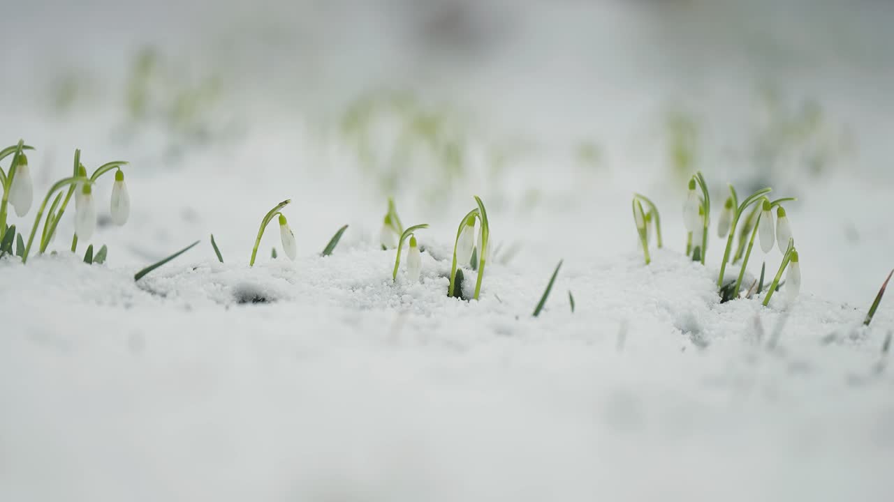 Bucaneve pallidi e delicati fioriscono attraverso il leggero strato di neve