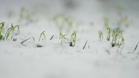 pale delicate snowdrops flower through the light snow cover