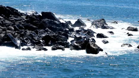 olas rompiendo sobre rocas negras volcánicas en la costa de un pueblo rural de pescadores en la perla del atlántico llamada isla de madeira