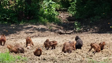 Two-infants-and-a-troop-with-their-heads-deep-into-the-mud-and-butts-raised-up-as-they-eat-minerals-straight-on-the-dirt