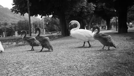 group of swans walking in a line on a gravel path in a park