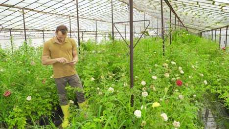 young gardener working with tablet during rose production.