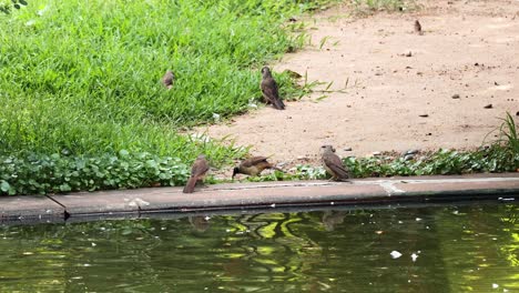 birds interacting near a pond in hong kong