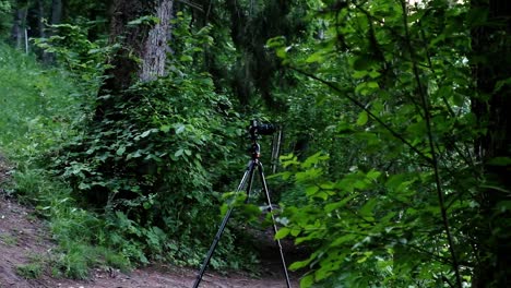 Schöner-See-Blutete-Bei-Sonnenaufgang-In-Slowenien