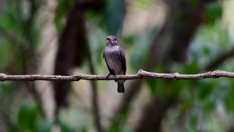 The-Asian-Brown-Flycatcher-is-a-small-passerine-bird-breeding-in-Japan,-Himalayas,-and-Siberia