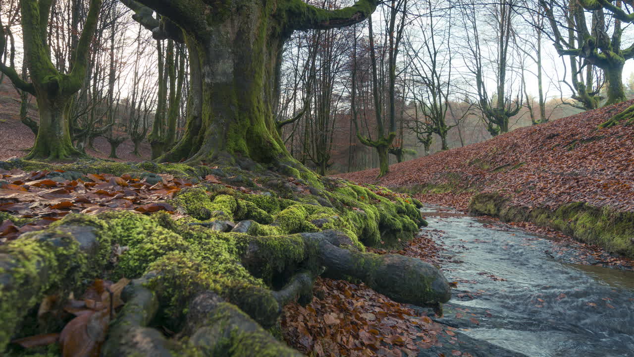 Beautiful sunrise light in the Otzarreta forest, Pais Vasco, Spain
