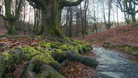 beautiful sunrise light in the otzarreta forest, pais vasco, spain