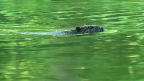 slow motion view of beaver swimming through water with green river reflection