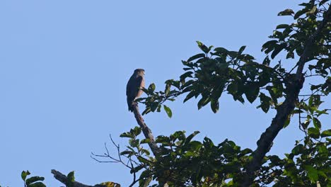 crested serpent eagle, spilornis cheela, 4k footage, kaeng krachan national park, thailand