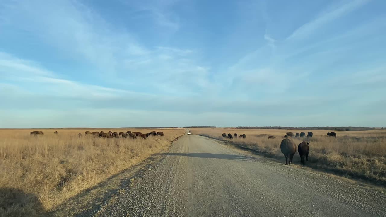 conduciendo a lo largo de la reserva de bisontes en oklahoma