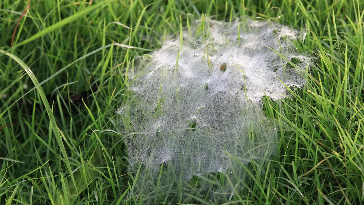 4K Spider Web with Spider on the Grass with Dew in Thailand.