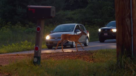 Female-Deer-with-Fawn-by-the-roadside-panicking-and-crossing