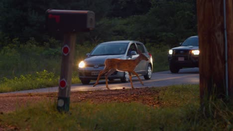 female deer with fawn by the roadside panicking and crossing
