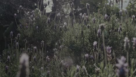 Pájaros-Y-Abejas-Volando-Sobre-Un-Arbusto-De-Lavanda-A-Cámara-Lenta,-Suave-Luz-Matutina-En-Primavera-Con-Algunas-Bengalas