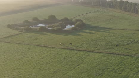 Vista-Aérea-De-Brezos-Salvajes-En-El-Campo-Durante-La-Mañana-Brumosa,-Países-Bajos