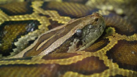 the burmese python curled up in the zoo.