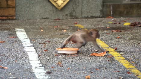 Jóvenes-Macacos-Cangrejeros-O-Macacos-De-Cola-Larga,-Macaca-Fascicularis-Vistos-Comiendo-Y-Alimentándose-De-Un-Contenedor-De-Basura-En-El-Suelo,-Alertados-Por-Los-Alrededores-Y-Rápidamente-Se-Alejan