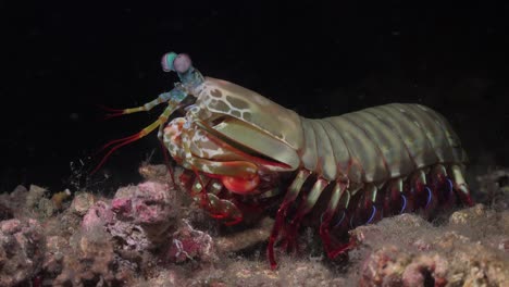 mantis shrimp  on coral reef at night