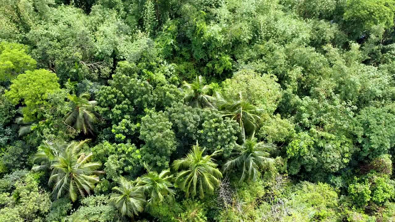 vista aérea del bosque verde profundo o la selva en la temporada de lluvias