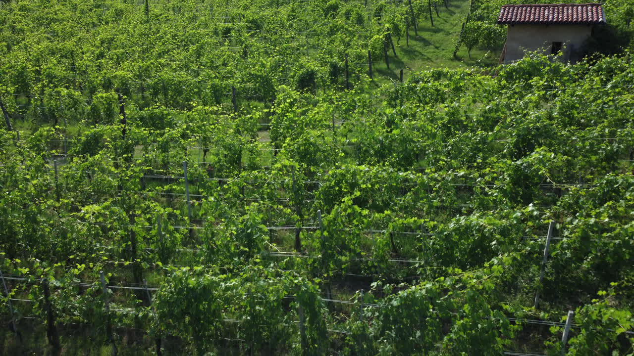 viñedos granja agricultura orgánica en barolo, langhe