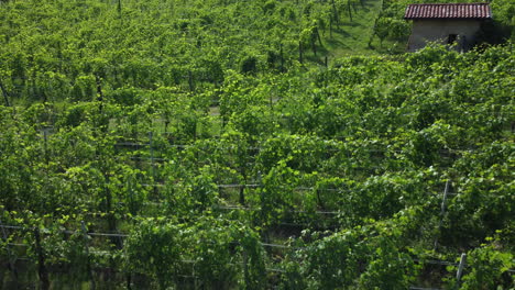 Vineyards-farm-organic-agriculture-in-Barolo,-Langhe