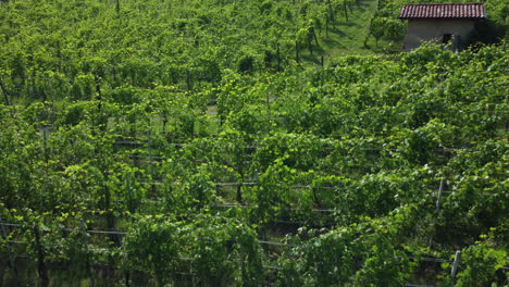 Weinberge,-Biologischer-Landbau-In-Barolo,-Langhe