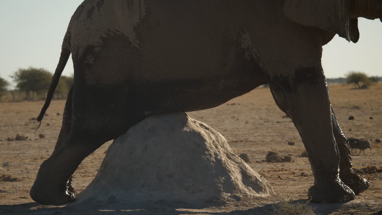 primer plano: el elefante toro se rasca el vientre fangoso y con picazón en la roca como un hormiguero mientras las gallinas de guinea con casco caminan con cautela en el fondo - parque nacional nxai pan, botswana