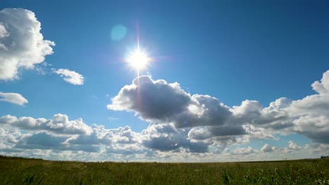 sunny day in a field