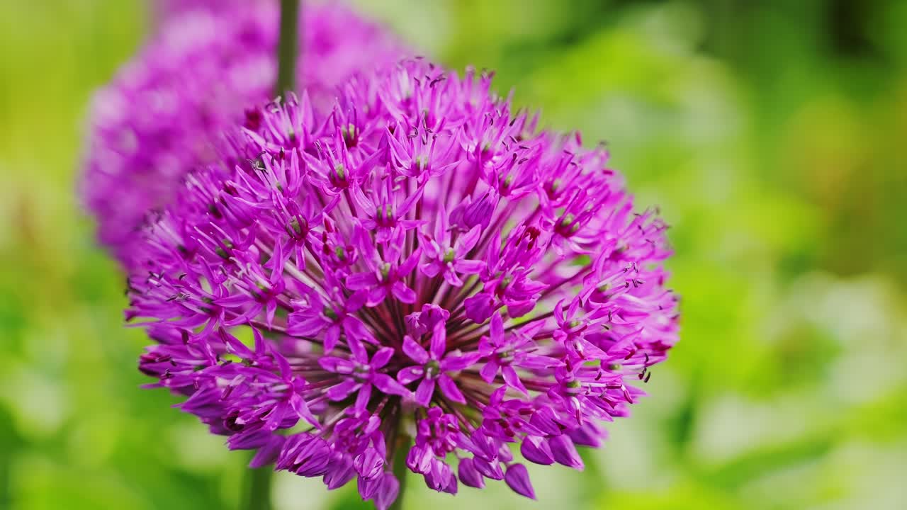 Statisk nærbillede, der viser en lyslilla blomst, der blomstrer under sommersolskin.