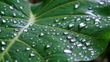 water droplets on a green leaf